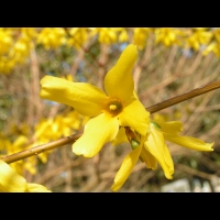 Forsythia cv. Beatrix Farrand (fam Oleacees) (04)